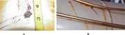 Galvanic corrosion between coated carbon steel and austenitic stainless steel in (A) seawater immersion, and (B) marine atmosphere, offshore. In (A), the coated carbon steel seawater ballast pump discharge column was galvanically corroded by a stainless steel clip. In (B), 316 austenitic stainless steel instrumentation tubing is directly touching a coated carbon steel pressure vessel in a marine atmosphere offshore. Corrosion occurred at the point of contact for the same reason as in (A), and streaks of rust bleeding are visible.