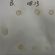 Test plate after pull-off adhesion test.