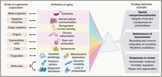 Hallmarks of aging in biological systems.35